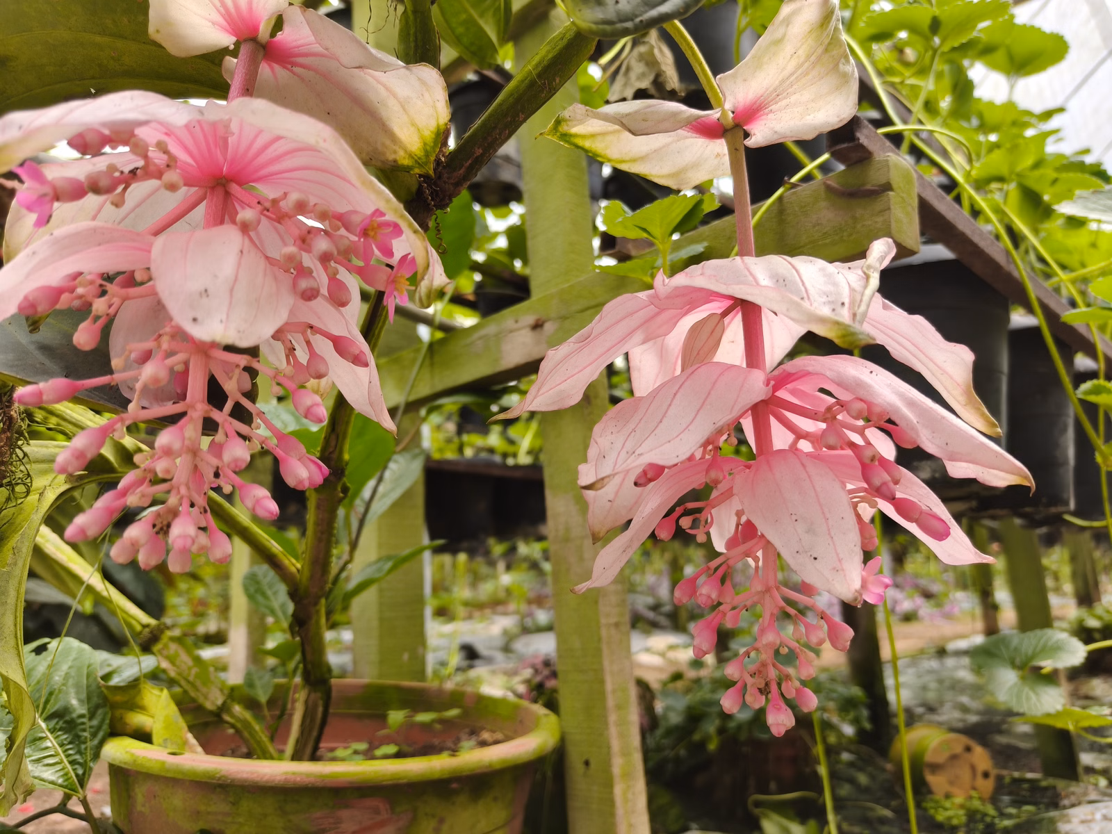 Chon Law Enterprise - Image 1