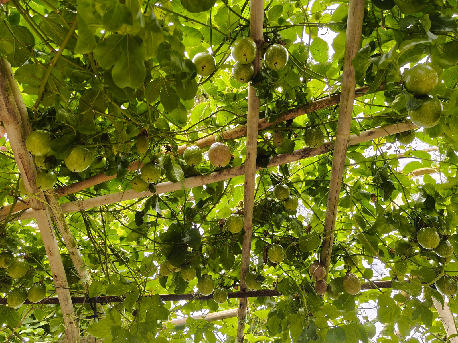 Chon Law Enterprise - Image 1