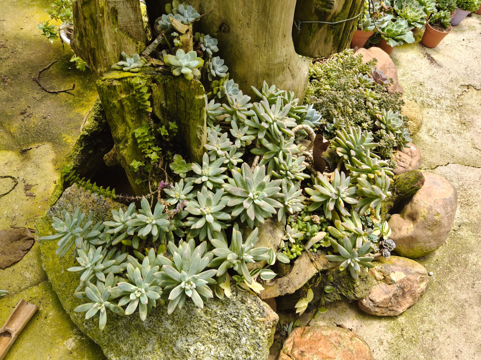 Chon Law Enterprise - Image 1