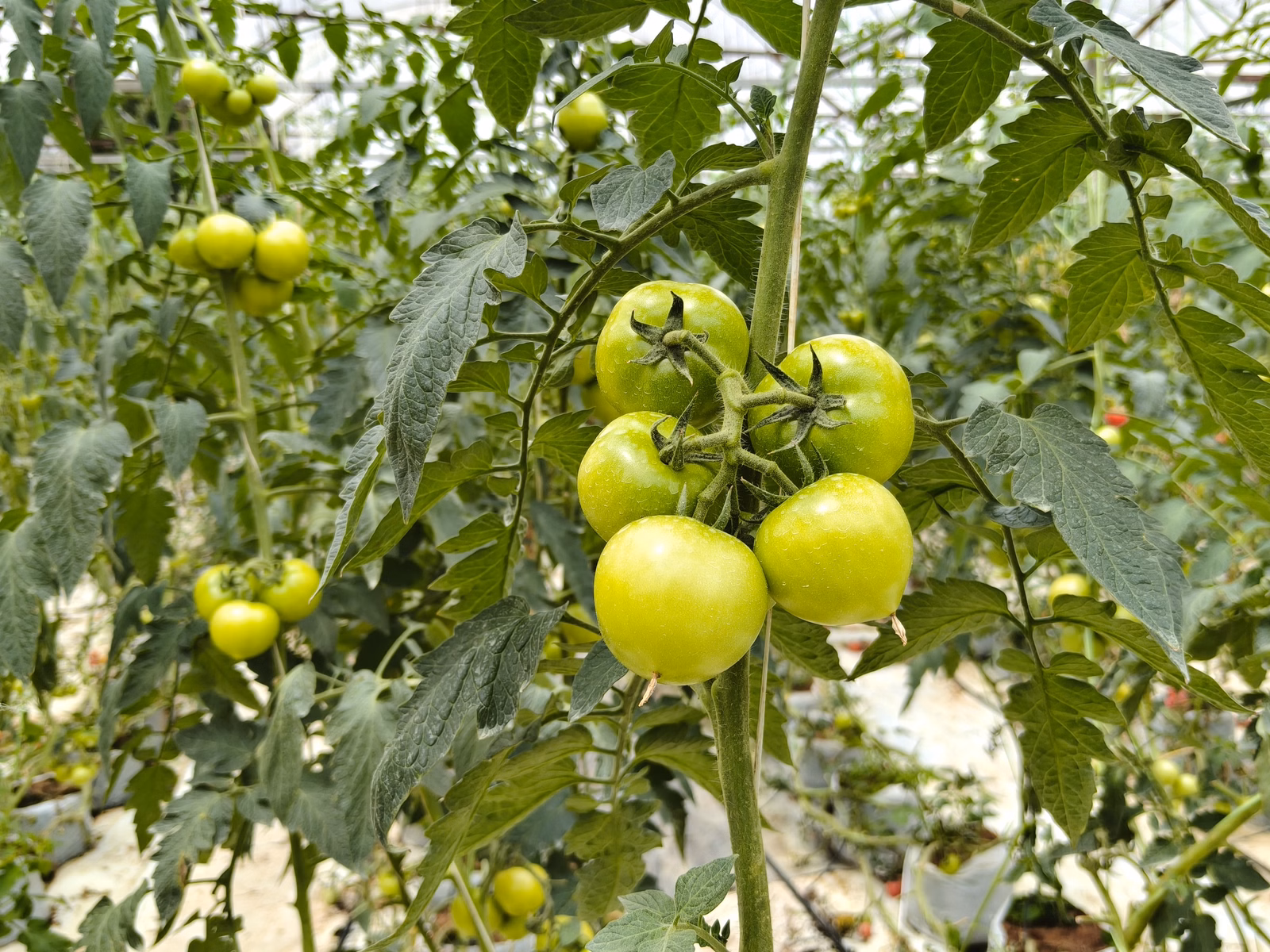 Chon Law Enterprise - Image 1