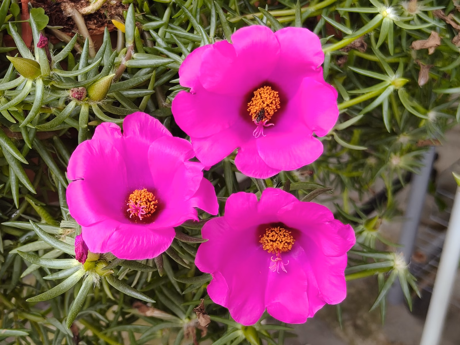 Chon Law Enterprise - Image 1