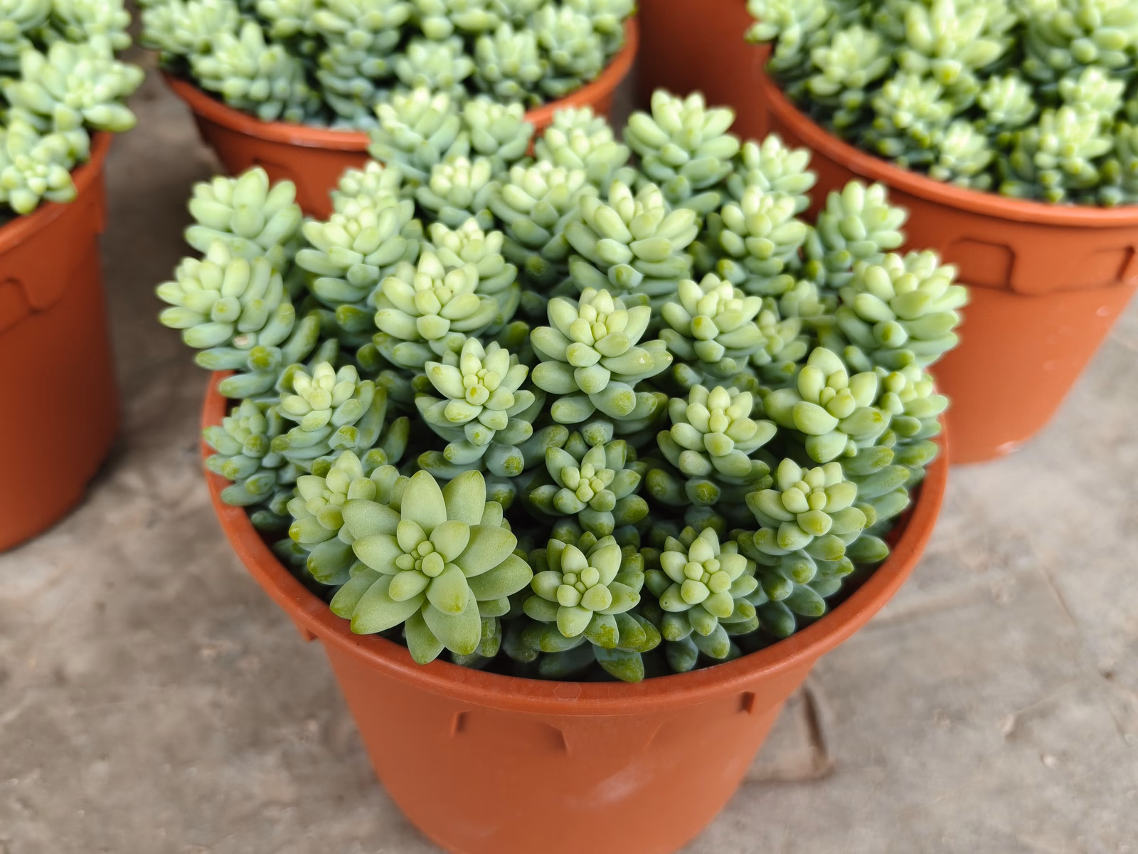 Chon Law Enterprise - Image 1