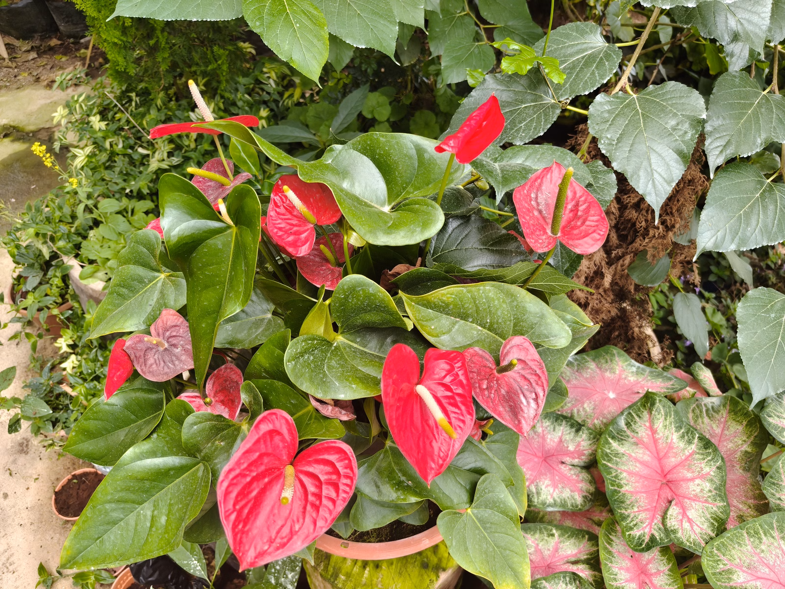 Chon Law Enterprise - Image 1