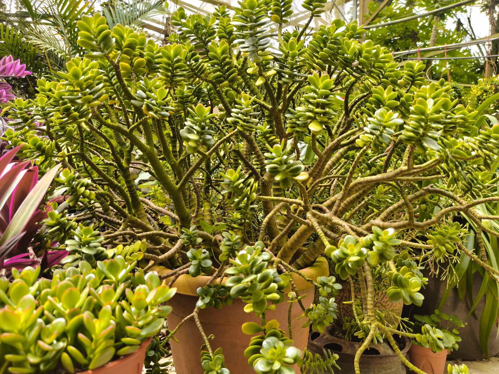 Chon Law Enterprise - Image 1