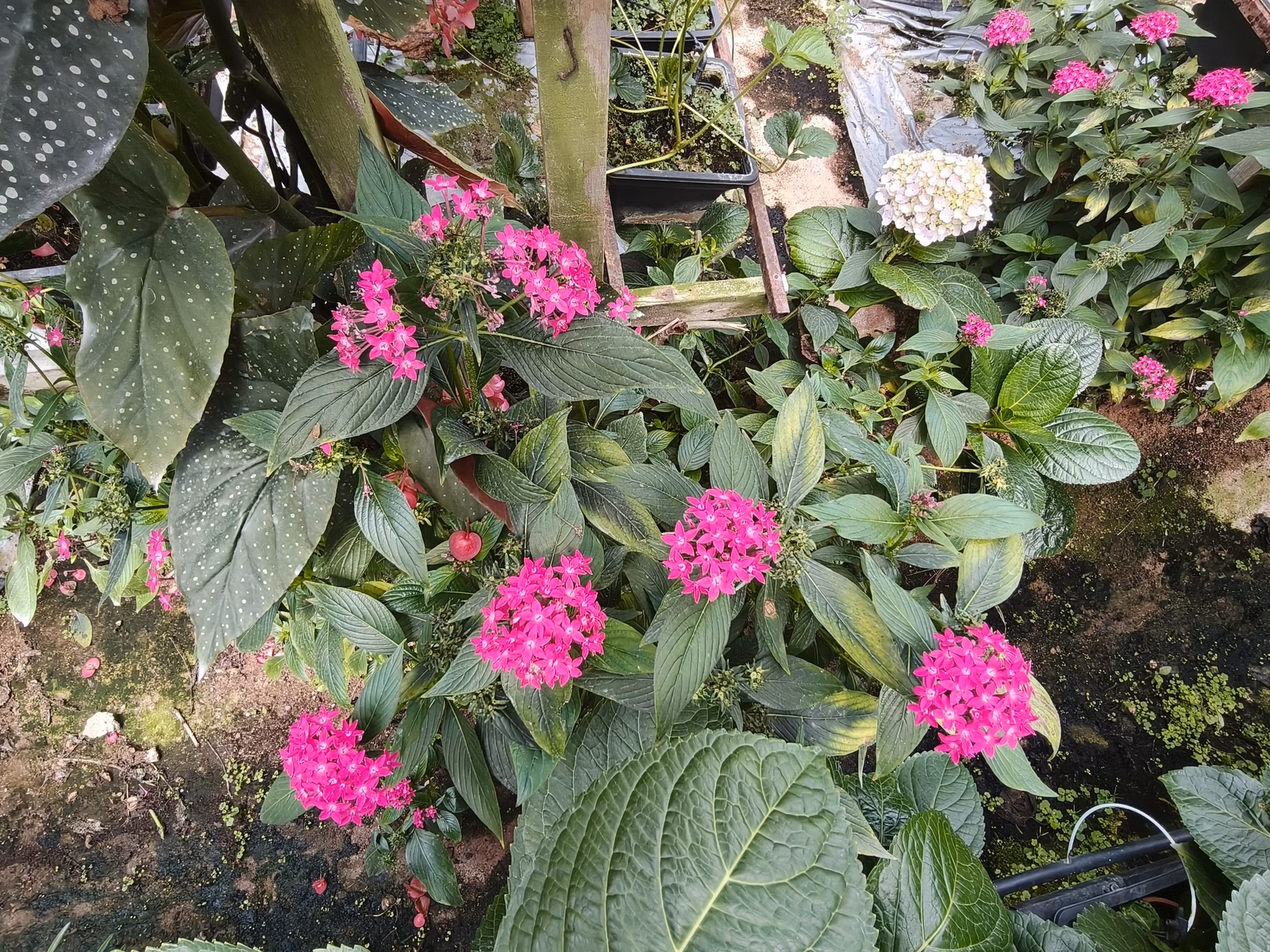 Chon Law Enterprise - Image 1