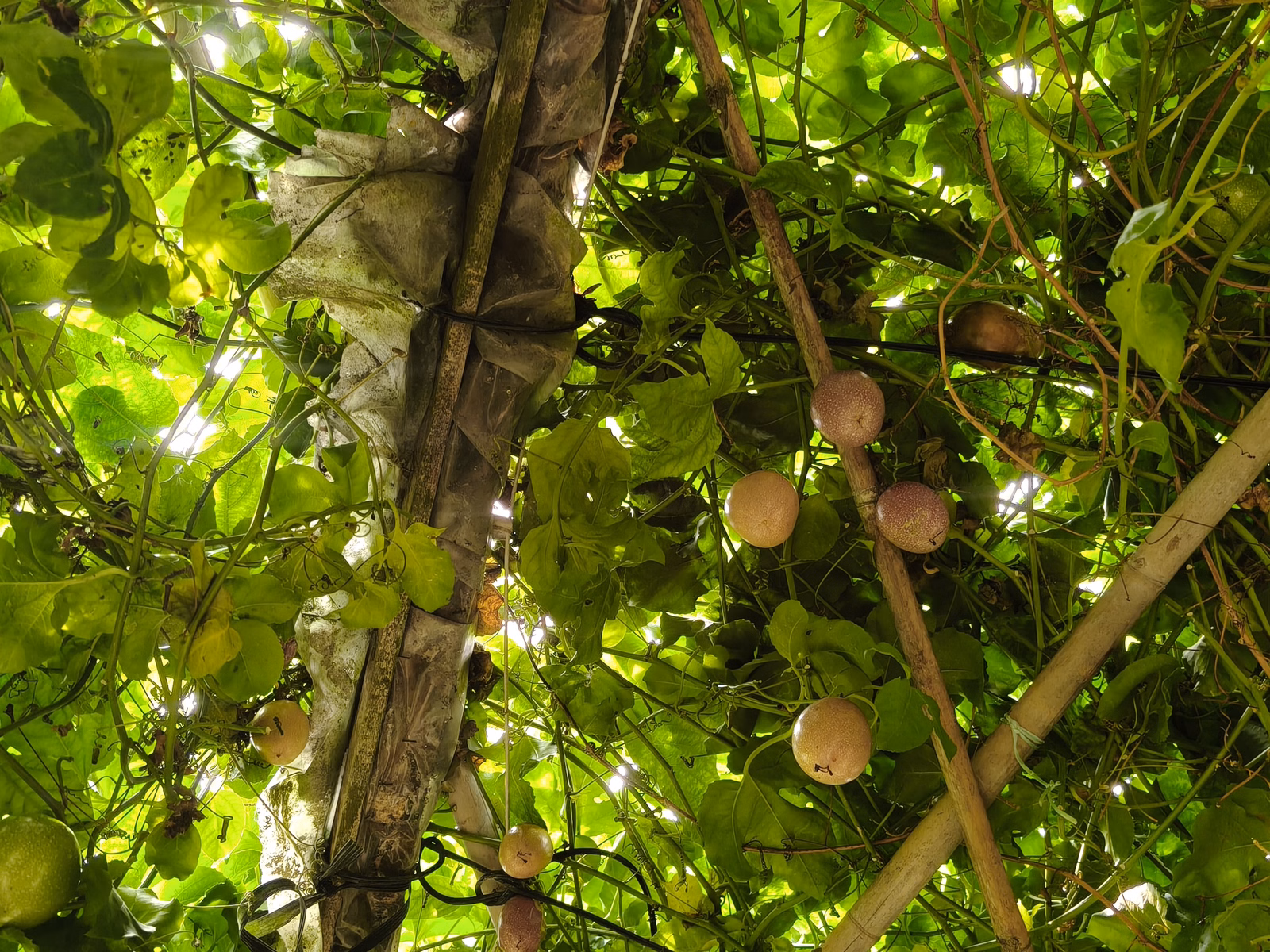 Chon Law Enterprise - Image 1