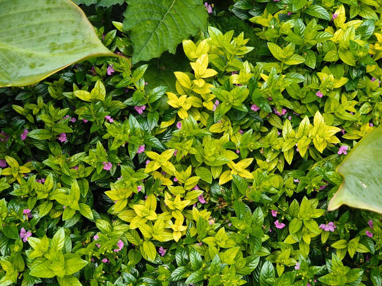 Chon Law Enterprise - Image 1