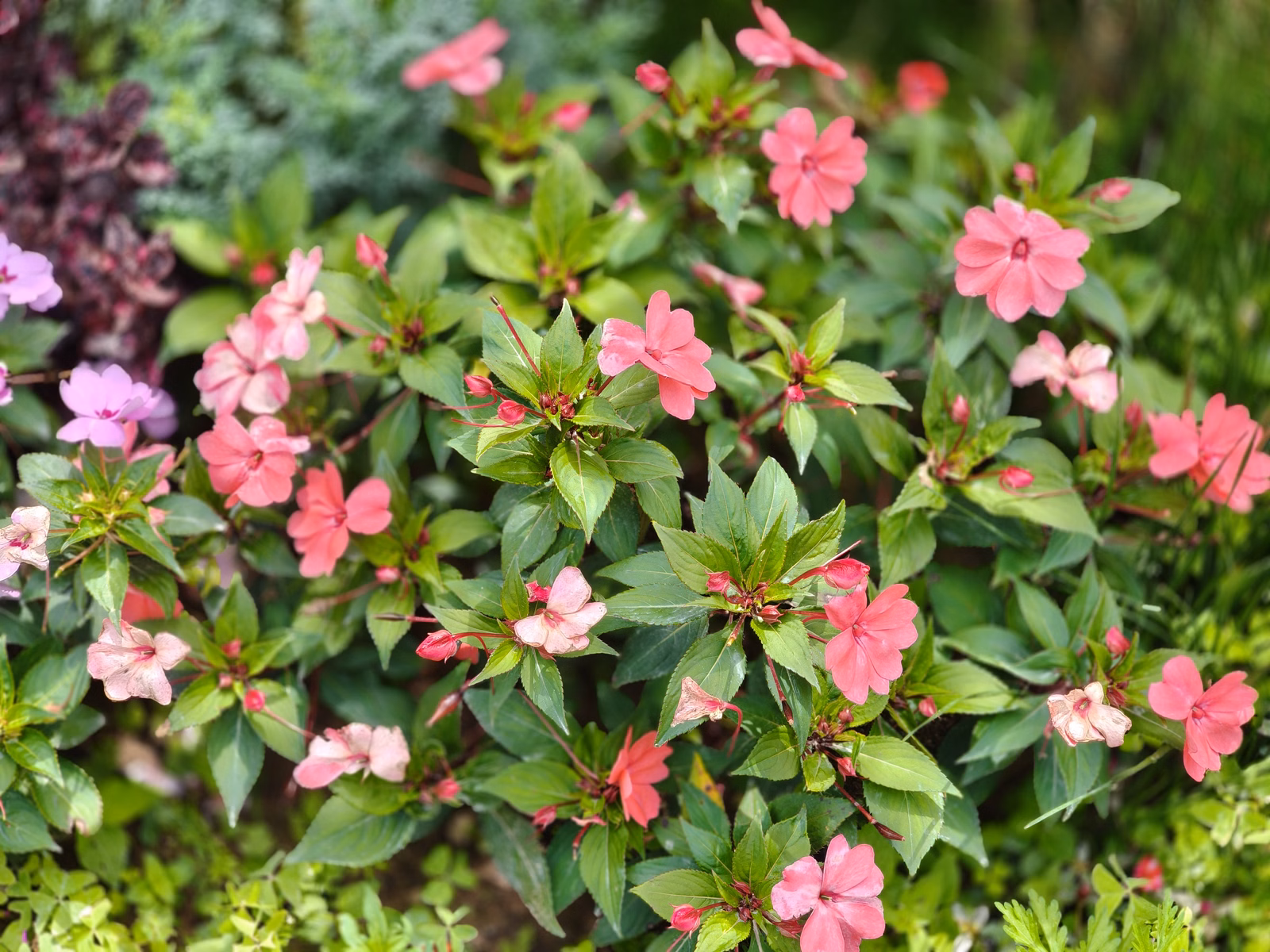 Chon Law Enterprise - Image 1