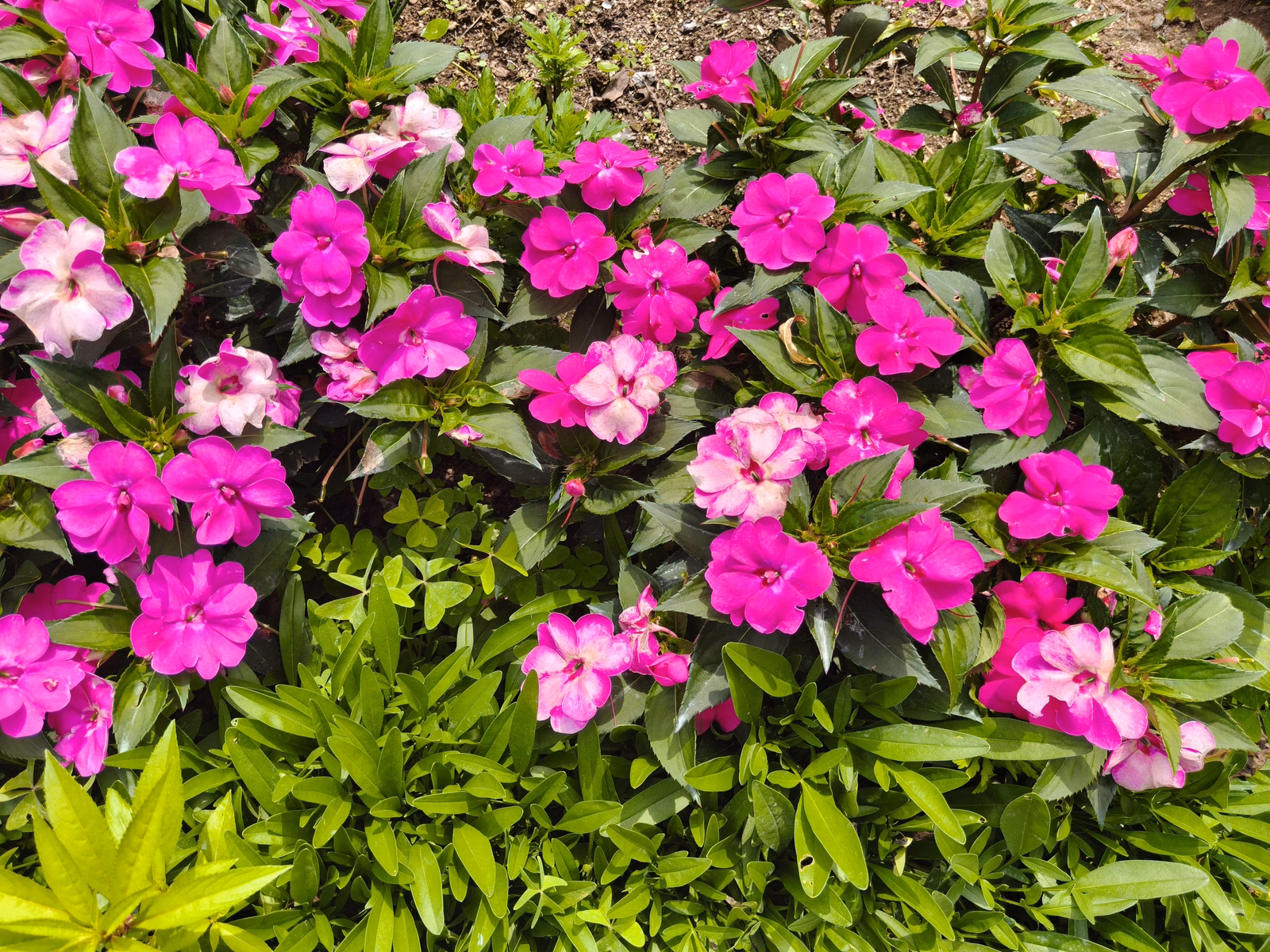 Chon Law Enterprise - Image 1