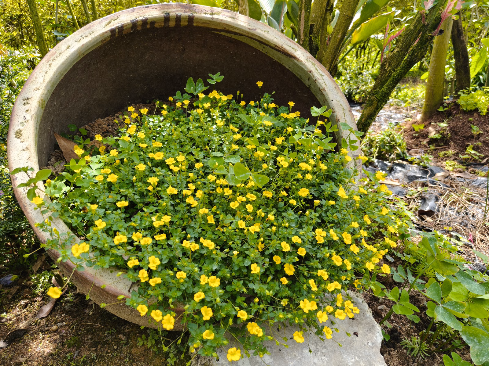 Chon Law Enterprise - Image 1