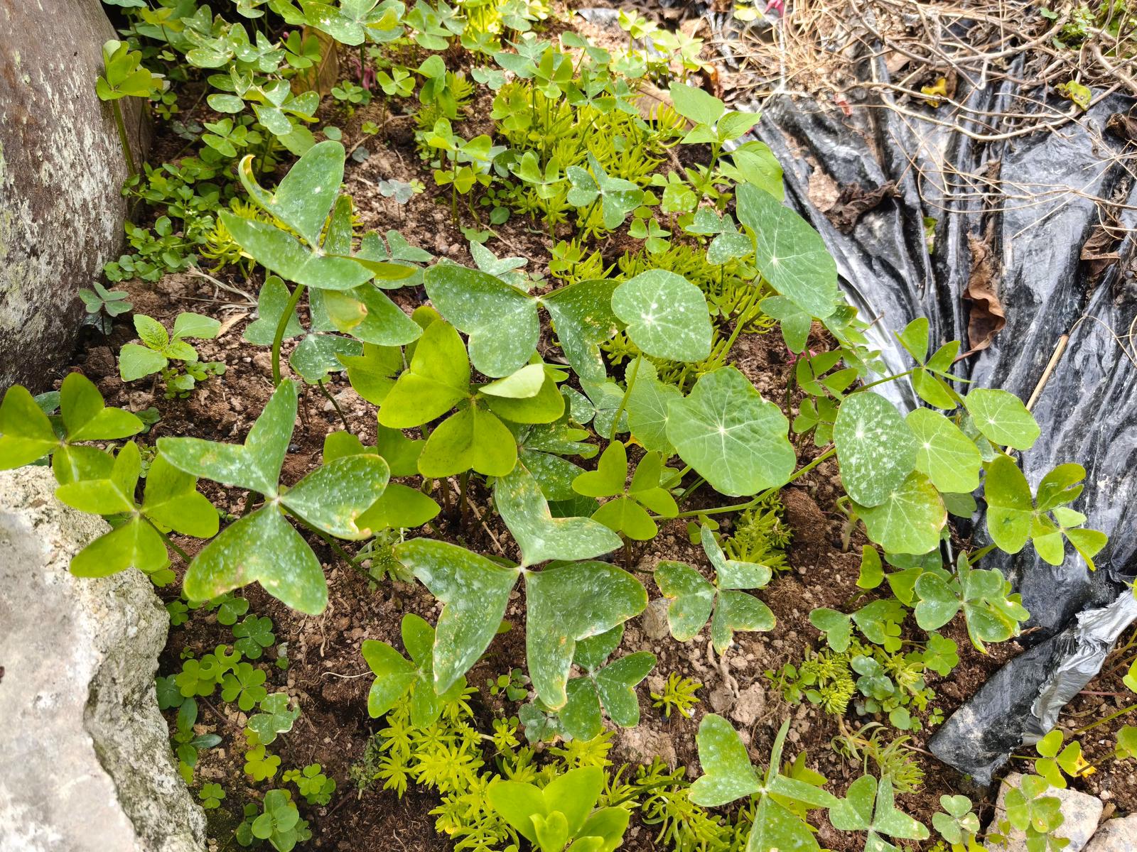 Chon Law Enterprise - Image 1