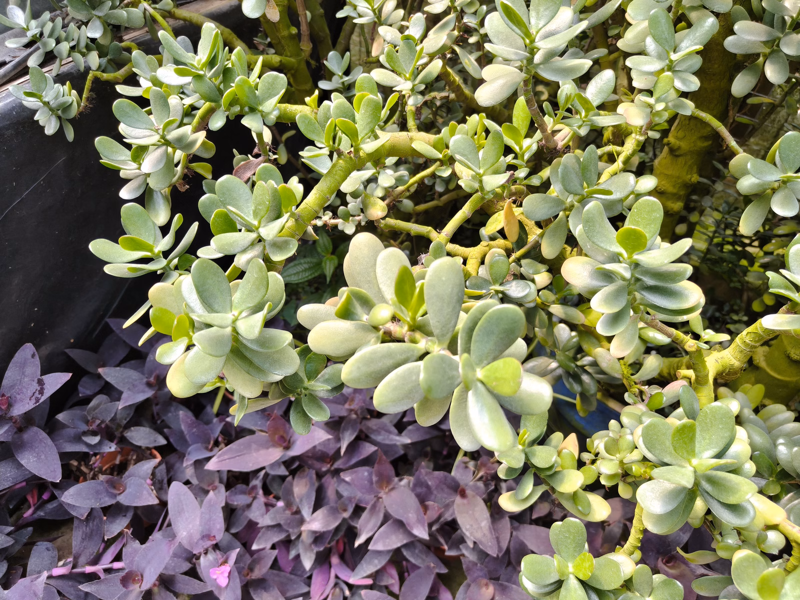 Chon Law Enterprise - Image 1