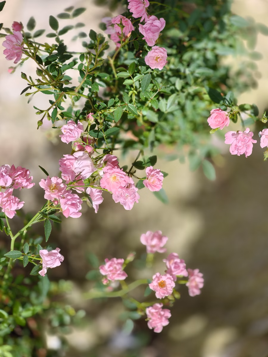 Chon Law Enterprise - Image 1