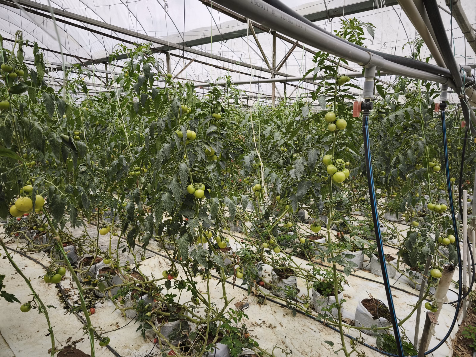 Chon Law Enterprise - Image 1