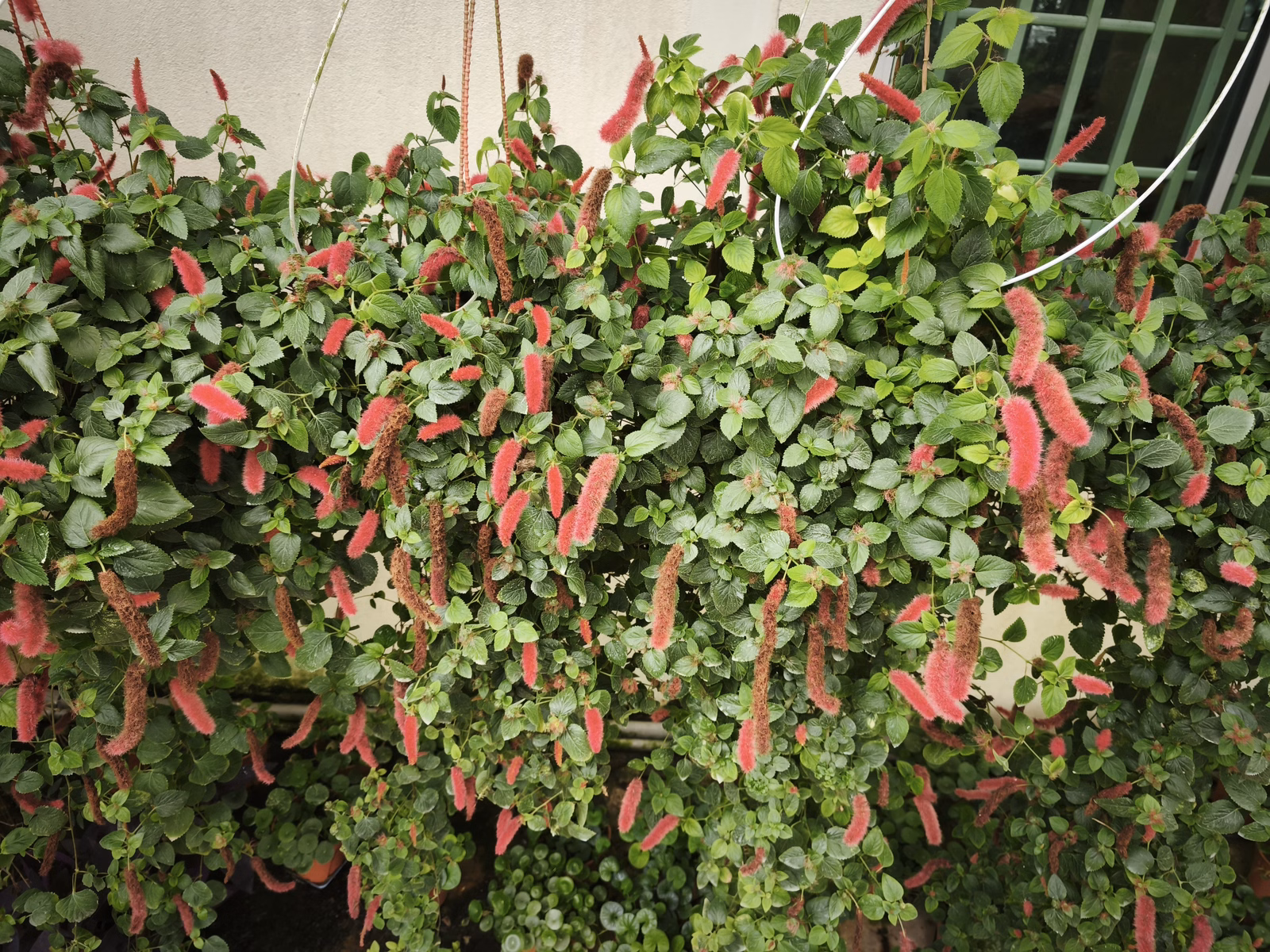 Chon Law Enterprise - Image 1