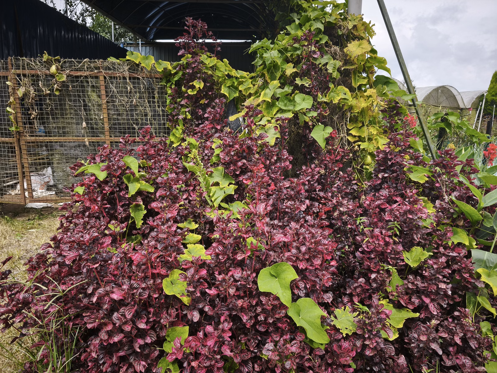 Chon Law Enterprise - Image 1