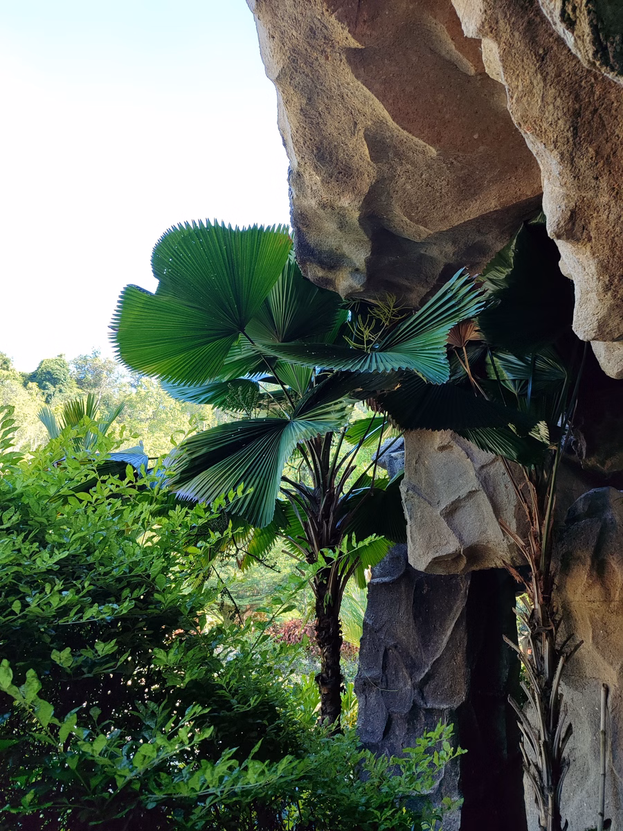 Hoga Gaharu Tea Valley - Image 1