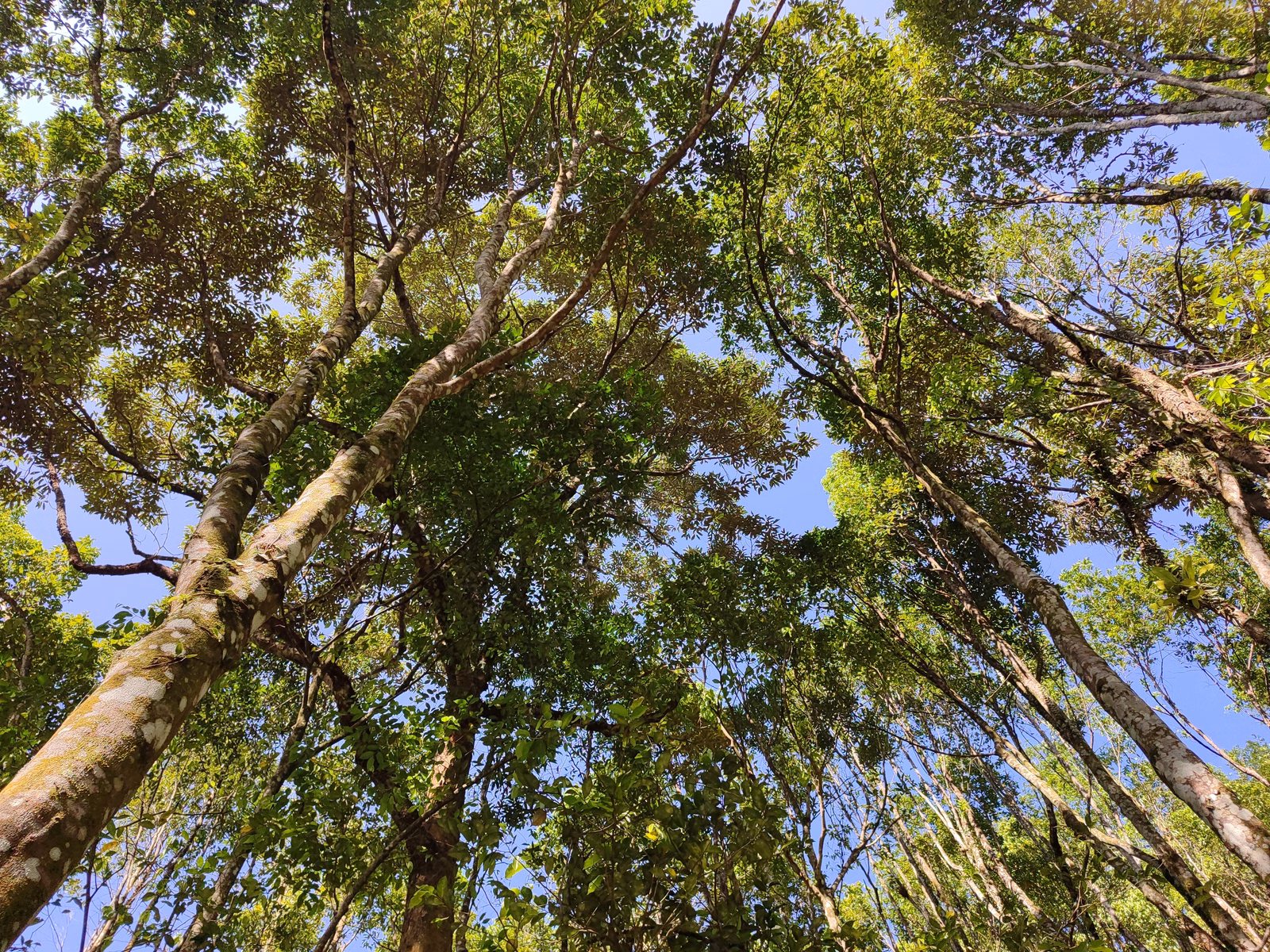 Hoga Gaharu Tea Valley - Image 1