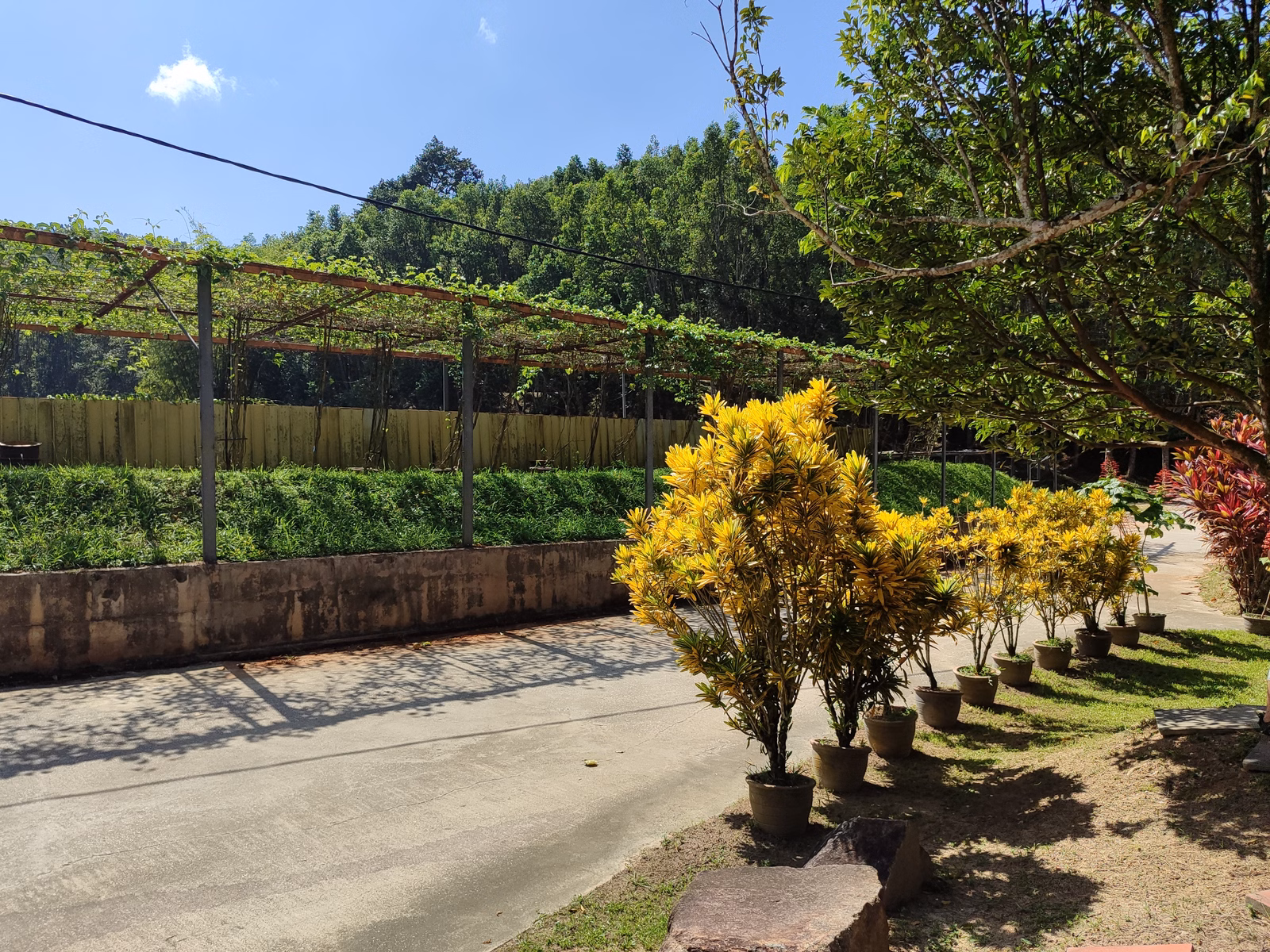 Hoga Gaharu Tea Valley - Image 1