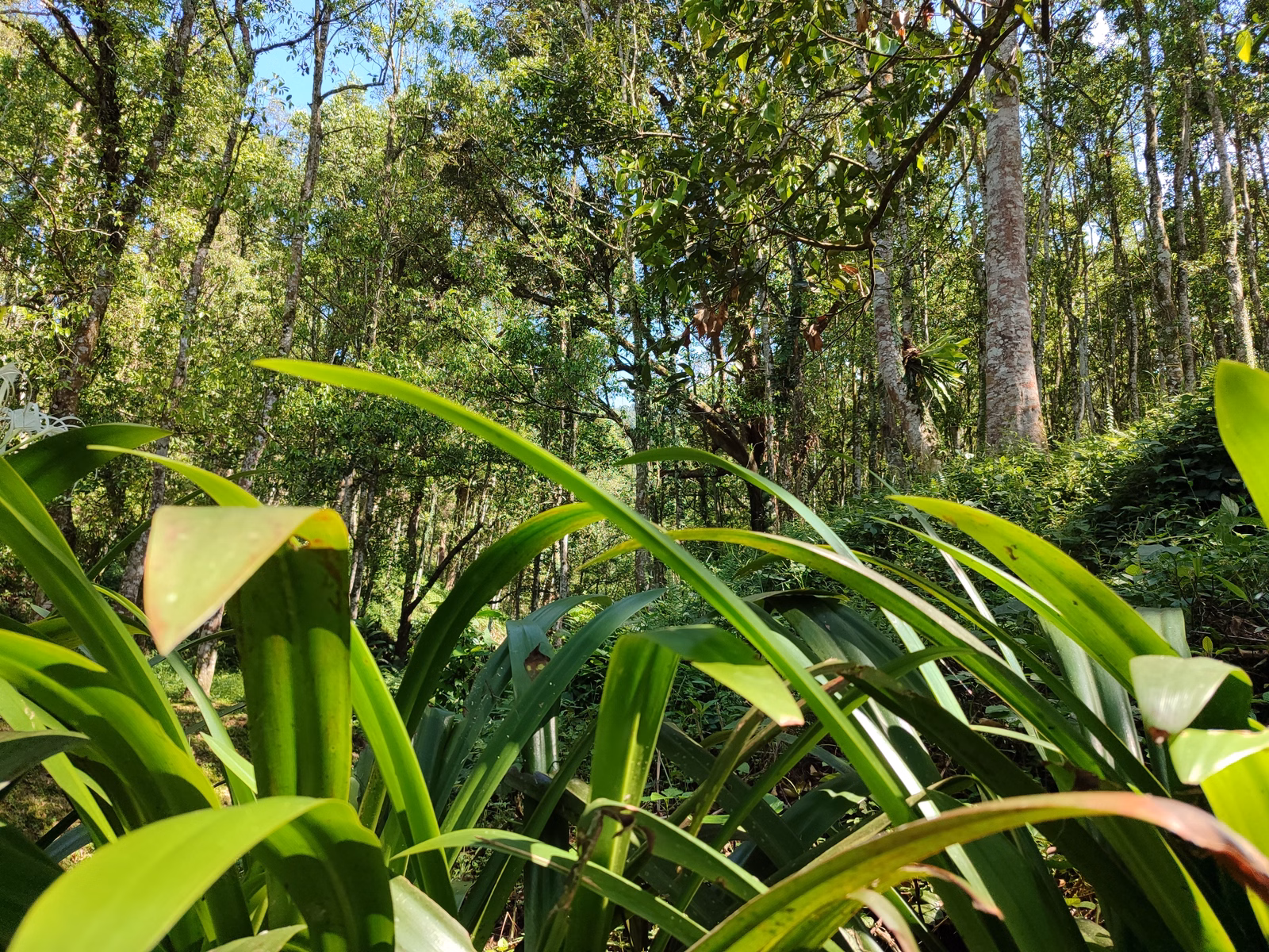 Hoga Gaharu Tea Valley - Image 1