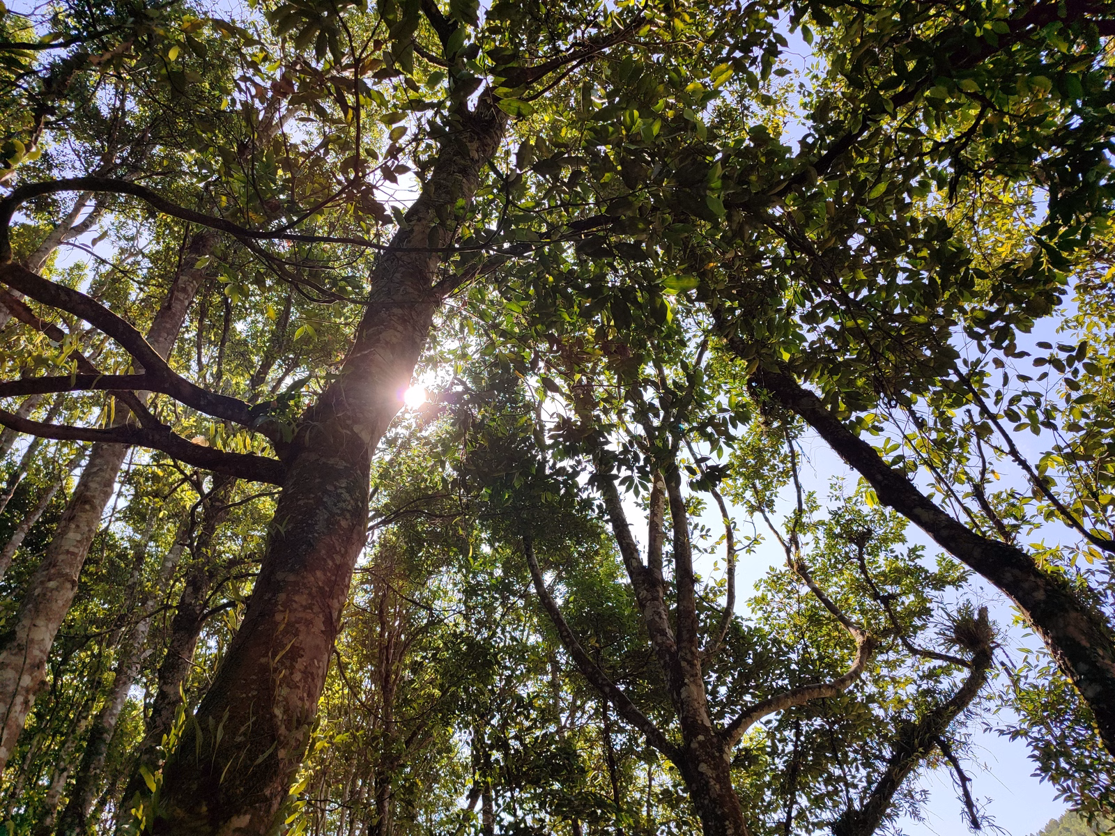 Hoga Gaharu Tea Valley - Image 1
