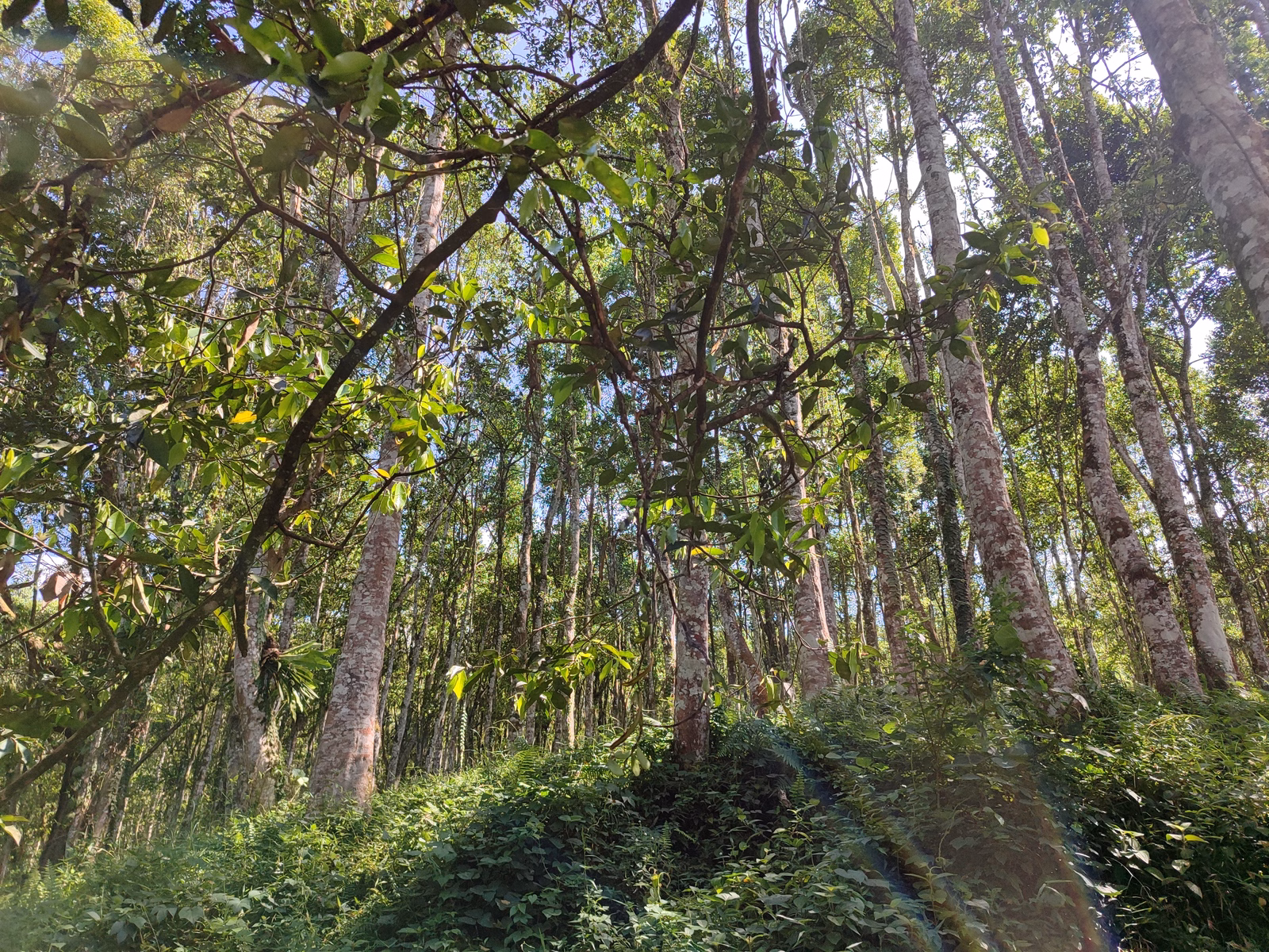 Hoga Gaharu Tea Valley - Image 1