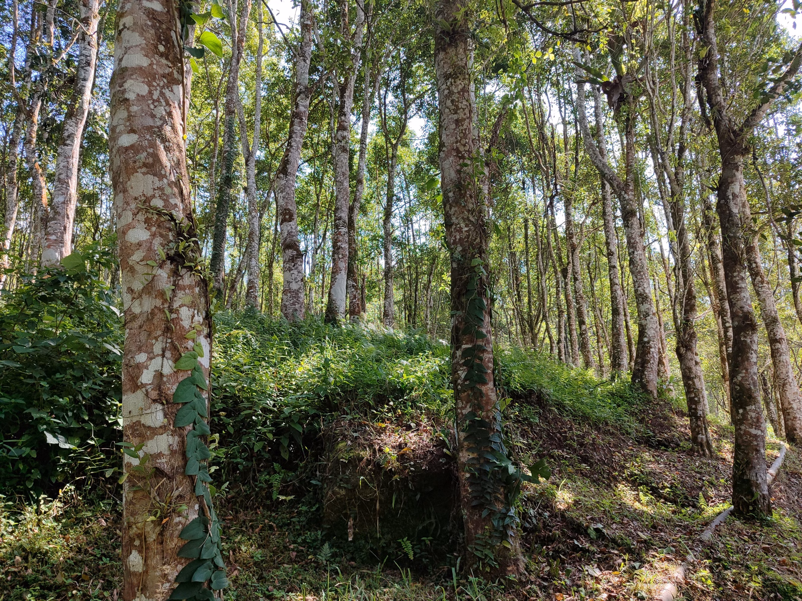 Hoga Gaharu Tea Valley - Image 1