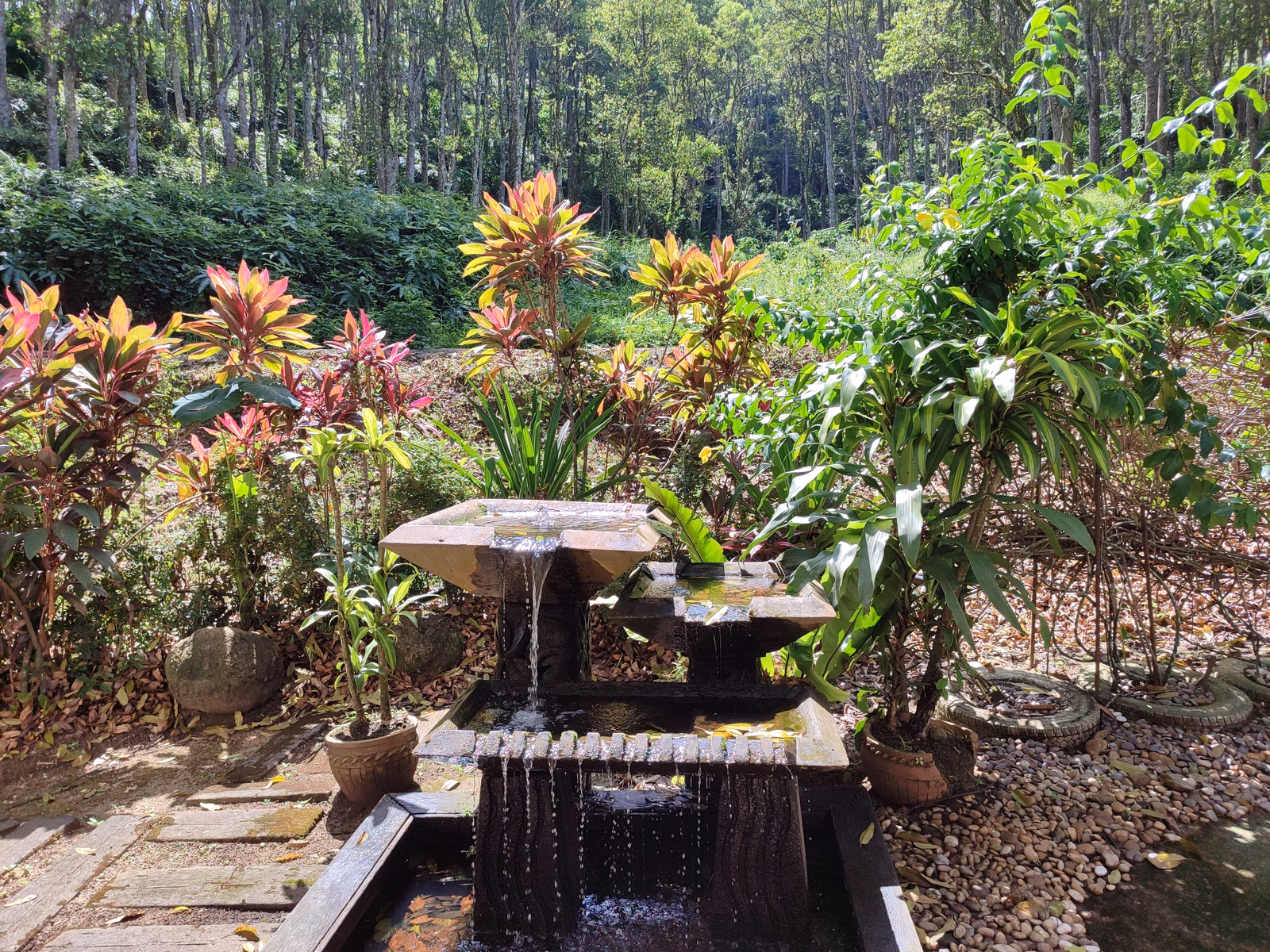 Hoga Gaharu Tea Valley - Image 1