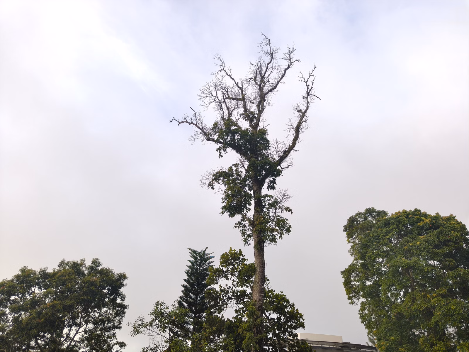 Penang Hill - Image 1