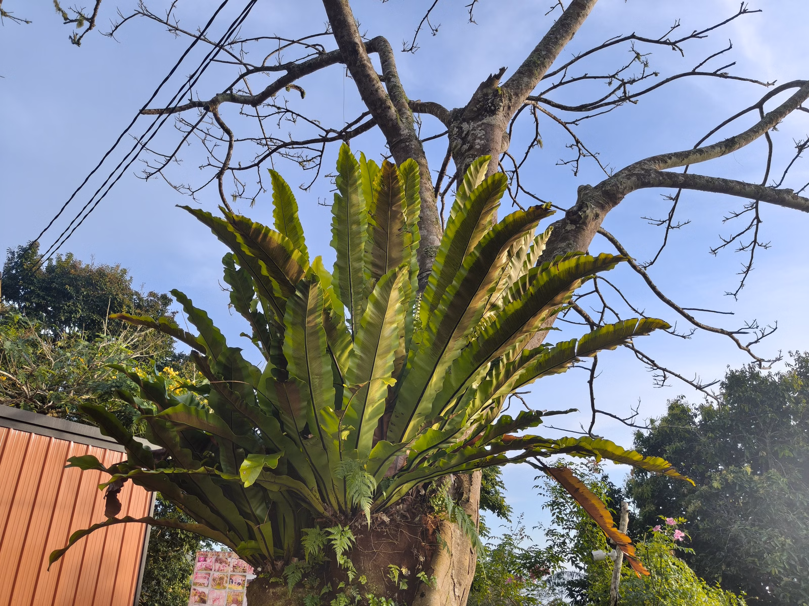 Penang Hill - Image 1