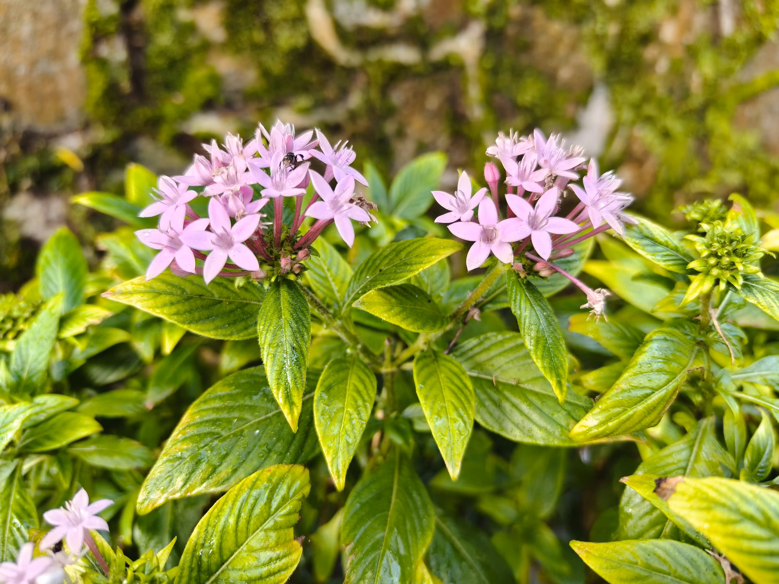 Penang Hill - Image 1