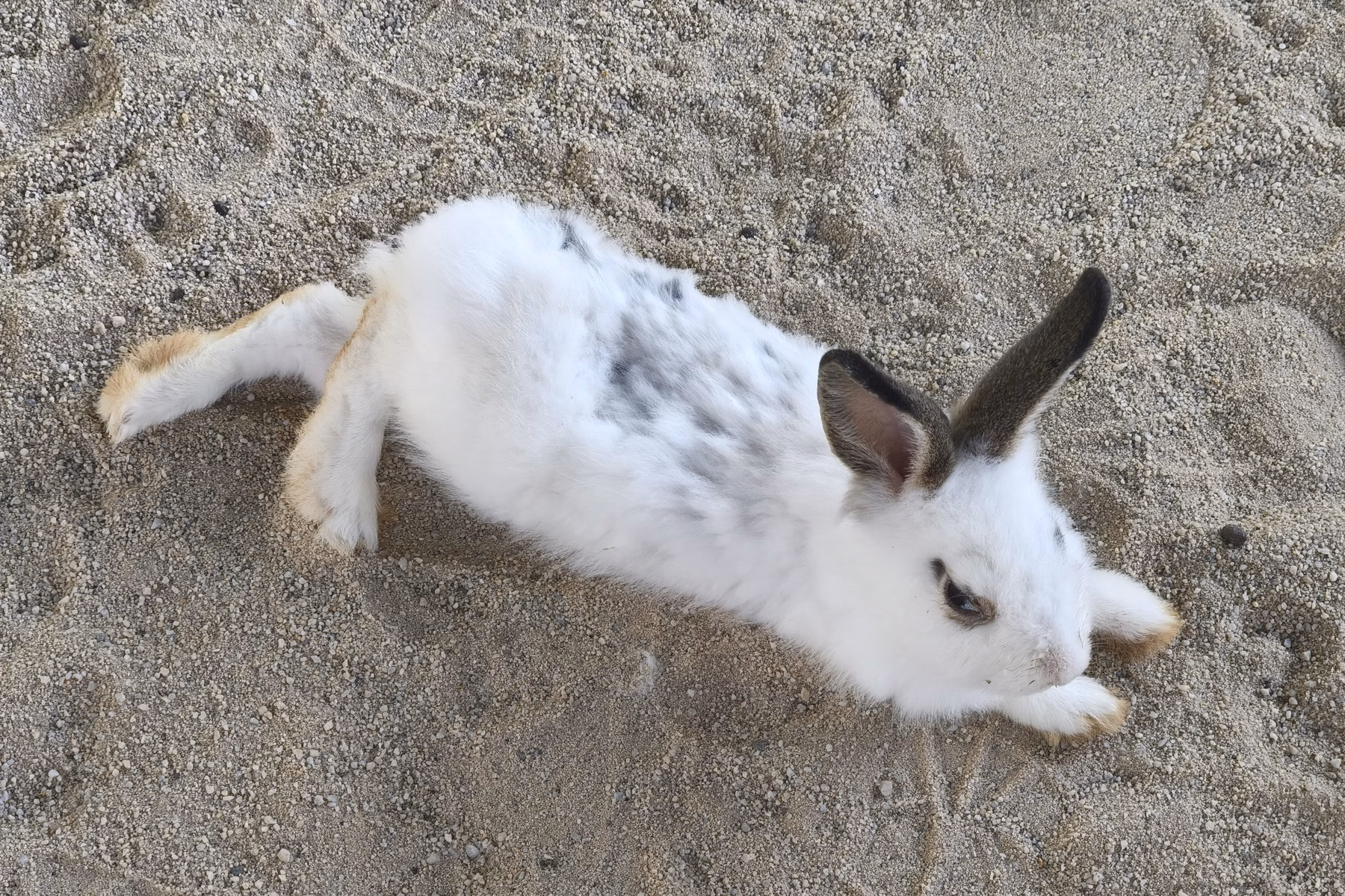 Zahara Garden - Image 1