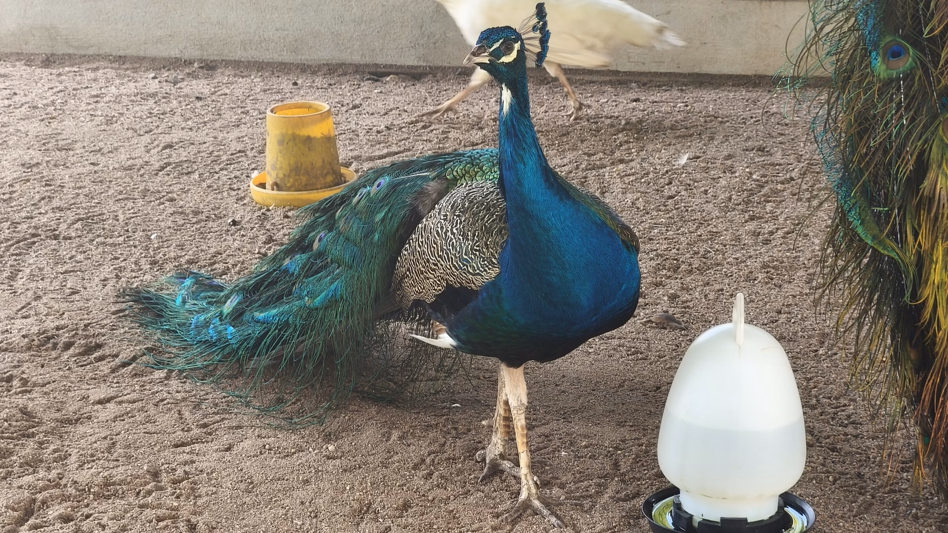 Zahara Garden - Image 1